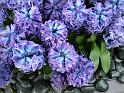 Hyacinths 1